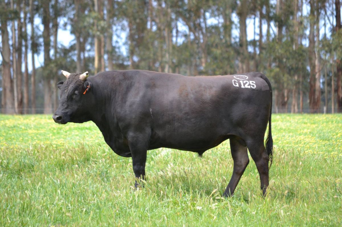 What Is The Best Investment This Australian Wagyu Breeder Made Hustler Equipment