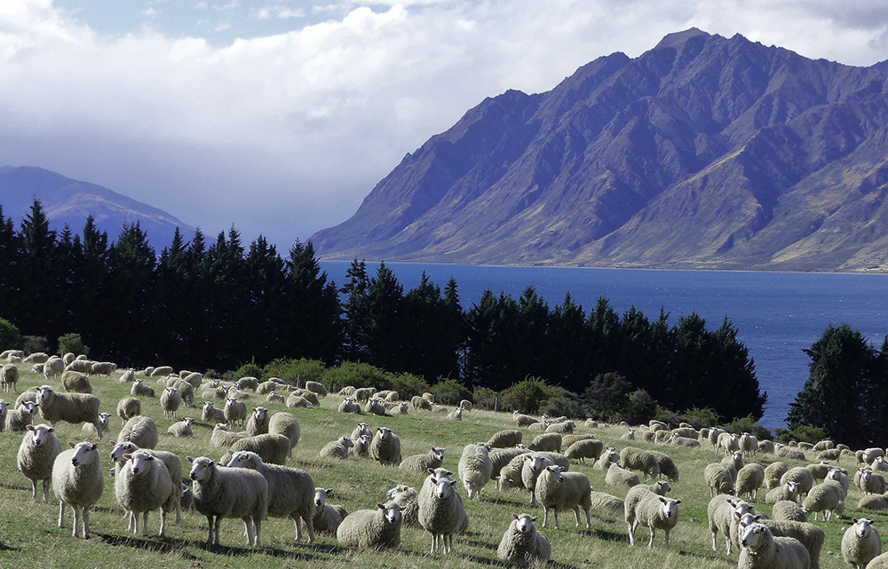 NZ is well on track to develop a more sustainable prime beef and lamb