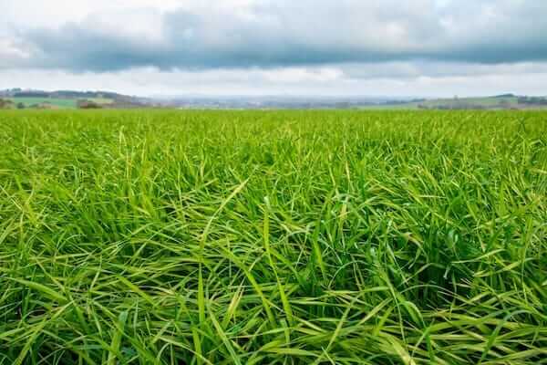 Should I Use Liquid Or Solid Fertiliser On My Pastures?